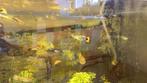 Volwassen guppy’s, Dieren en Toebehoren, Vissen | Aquaria en Toebehoren, Ophalen