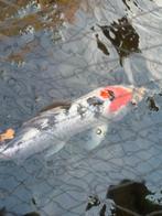 Koi karpers, Dieren en Toebehoren, Vissen | Vijvervissen, Karper of Koi