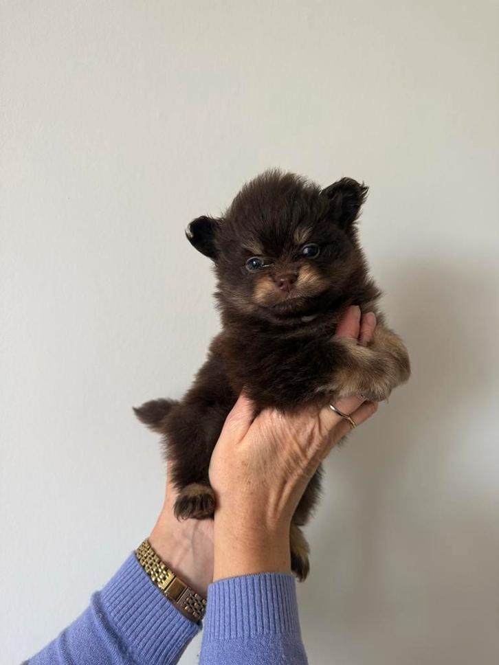 Dwergkees pups, Dieren en Toebehoren, Honden | Poolhonden, Keeshonden en Oertypen, Teef, Keeshond, Particulier, Meerdere, België