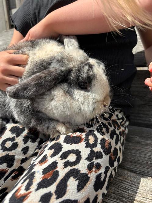 Minilops konijn vrouwtje met hok, Dieren en Toebehoren, Konijnen, Groot, Vrouwelijk