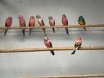 Mooie bourke parkieten, Dieren en Toebehoren, Vogels | Parkieten en Papegaaien, Meerdere dieren, Parkiet, Geringd