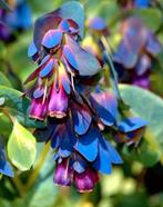 Zaden Cerinthe, Ophalen of Verzenden, Voorjaar, Volle zon, Zaad