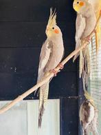 Valkparkieten, Dieren en Toebehoren, Vogels | Parkieten en Papegaaien, Meerdere dieren, Parkiet