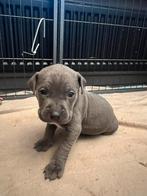 Amerikaanse Stefford puppy’s, Dieren en Toebehoren, Overige rassen, 8 tot 15 weken, Meerdere, Meerdere dieren