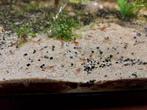 Neocaridina garnalen, Dieren en Toebehoren, Vissen | Aquariumvissen, Kreeft, Krab of Garnaal, Zoetwatervis, Schoolvis