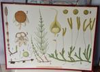 Botanische schoolplaat op karton dubbelzijdig, Ophalen, Natuur en Biologie