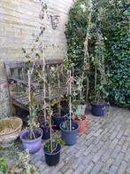Klimop planten (Hedera), Ophalen, Vaste plant, Halfschaduw, Klimplanten
