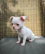 Chihuahua teefje, Dieren en Toebehoren, Honden | Chihuahua's en Gezelschapshonden, CDV (hondenziekte), 8 tot 15 weken, Teef, Eén hond