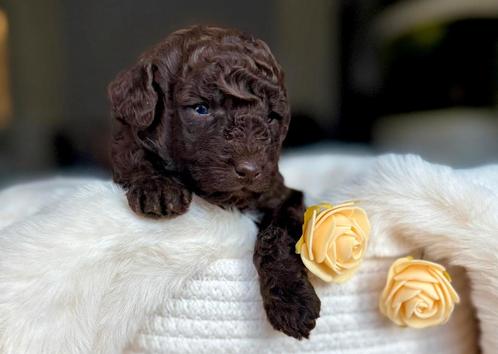 Toy poedel puppy's pups, Dieren en Toebehoren, Honden | Chihuahua's en Gezelschapshonden, Reu, Poedel, Particulier, Meerdere, Nederland