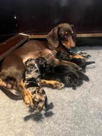 Dwerg Teckel pups op 2 januari geboren NOG 1 BESCHIKBAAR, 8 tot 15 weken, Korthaar, Dwerg, Parvo