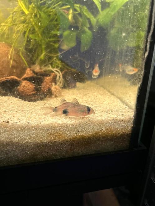 Corydora Panda, Dieren en Toebehoren, Vissen | Aquariumvissen, Vis