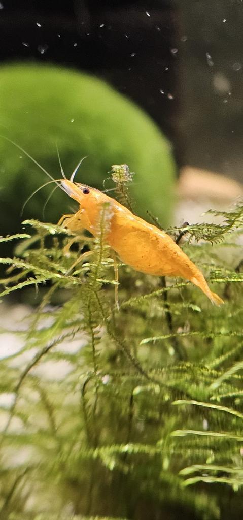 Neocaridina Yellow Fire Neon Backline Garnalen, Dieren en Toebehoren, Vissen | Aquariumvissen, Kreeft, Krab of Garnaal