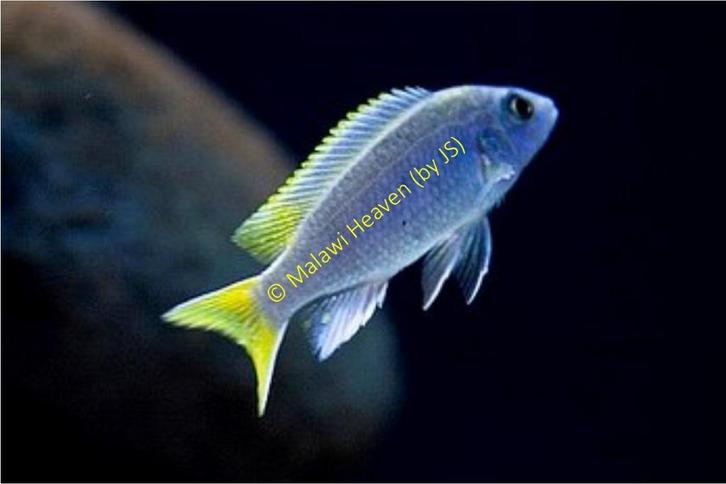Pseudotropheus Acei Malawi Cichliden, Dieren en Toebehoren, Vissen | Aquariumvissen, Zoetwatervis, Vis, Schoolvis