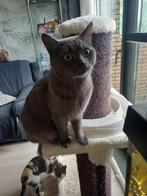 MJM Dogs Foundation: Romeo is beschikbaar, Kater, Kortharig, 0 tot 2 jaar