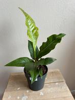 Anthurium hookeri variegata, Huis en Inrichting, Kamerplanten, Ophalen of Verzenden, Overige soorten, Minder dan 100 cm