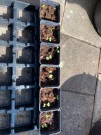 Groente stekjes, Tuin en Terras, Ophalen, Volle zon, Groenteplanten, Eenjarig