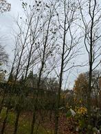 Cercidiphyllum, Ophalen of Verzenden, Volle zon, Overige soorten