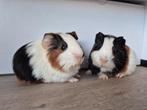 2 jonge Cavia Beertjes, September, Mannelijk, Cavia