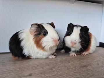 2 jonge Cavia Beertjes beschikbaar voor biedingen