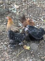 Cochin krielen, Meerdere dieren, Kip