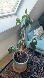 Gratis kamerplant, Ophalen, Halfschaduw, 100 tot 150 cm