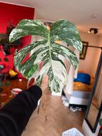 Monstera Albo Stek (nr. 7) met wortels, Ophalen of Verzenden