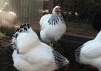 Te koop 3 columbia wyandotte kriel hennen met haan of zonder, Dieren en Toebehoren, Meerdere dieren, Kip
