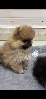 pomeriaan puppies, Dieren en Toebehoren, Particulier, 15 weken tot 1 jaar, Reu, Buitenland