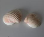 Decoratie schelpen, Dieren en Toebehoren, Vissen | Aquaria en Toebehoren, Ophalen of Verzenden