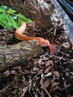 Koppel rattenslangen, Dieren en Toebehoren, Reptielen en Amfibieën, Slang, 0 tot 2 jaar