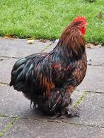 Cochin kriel haan, Dieren en Toebehoren, Pluimvee, Mannelijk, Kip