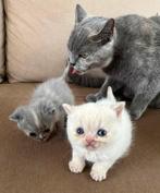 Britse Korthaar Kittens, Meerdere dieren, Ontwormd, 0 tot 2 jaar