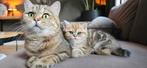 Britse korthaar en langhaar kittens te reserveren!, Dieren en Toebehoren, Ontwormd, Meerdere dieren, 0 tot 2 jaar