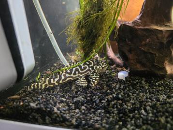 Compleet Eheim aquarium beschikbaar voor biedingen