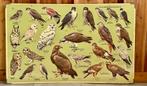 Vintage Schoolplaten Vogels, Antiek en Kunst, Antiek | Schoolplaten, Ophalen, Natuur en Biologie