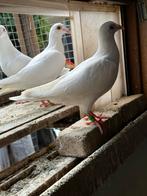 Witte post duiven, Meerdere dieren, Postduif