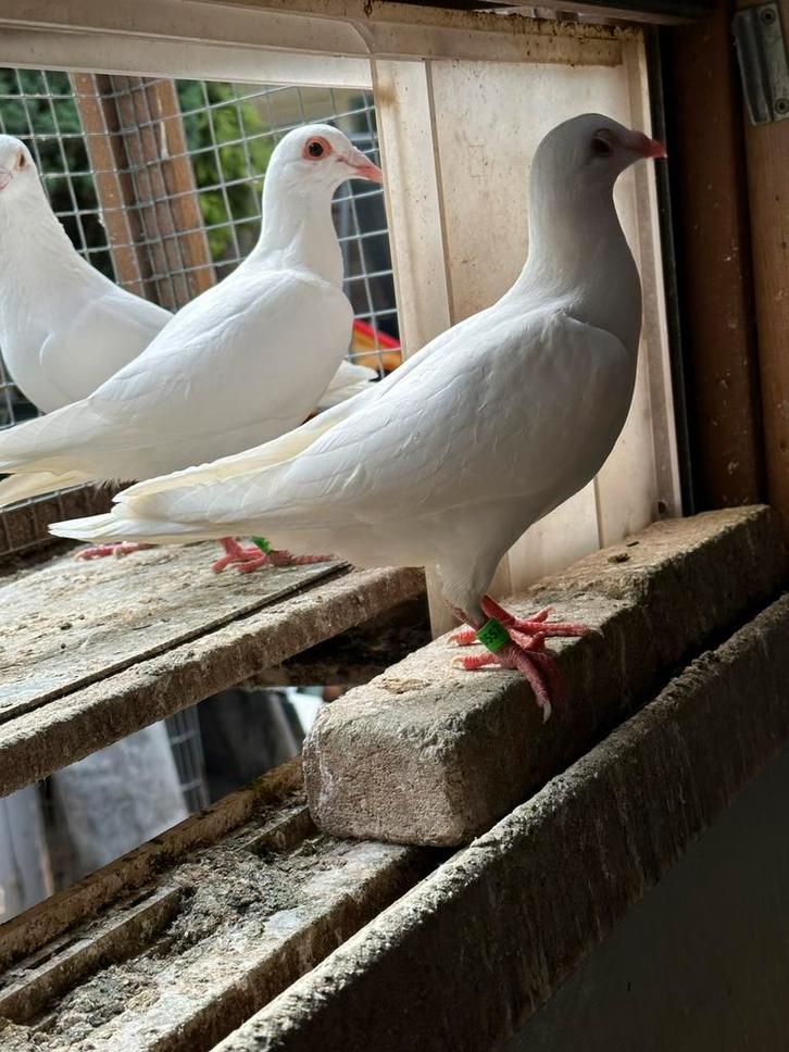 Witte post duiven, Dieren en Toebehoren, Vogels | Duiven, Postduif, Meerdere dieren