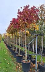 Liquidambar 'Gum Ball' 🍁🌳, Tuin en Terras, Planten | Bomen, Ophalen, Volle zon, Overige soorten