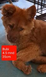 Bubi..grappig lief teefje ter adoptie!, Dieren en Toebehoren, Honden | Niet-rashonden, Rabiës (hondsdolheid), 15 weken tot 1 jaar