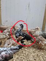 Hollandse hoen haan getoept, Dieren en Toebehoren, Pluimvee, Mannelijk, Kip