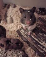 Hamster Saartje, Hamster, Vrouwelijk, Tam, September