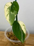 Scindapsus Jade Satin Variegata #4, Ophalen of Verzenden, Halfschaduw, Minder dan 100 cm