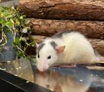 Leuke sociale tamme ratten ( vrouw) direct van de fokker, Dieren en Toebehoren, Knaagdieren, Juli, Vrouwelijk, Rat