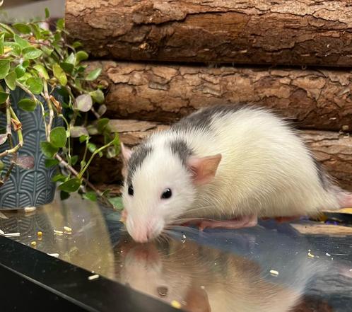 Leuke sociale tamme ratten ( vrouw) direct van de fokker, Dieren en Toebehoren, Knaagdieren, Vrouwelijk, Rat, Juli