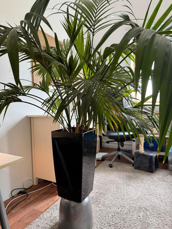 Grote Kentia Palm (8 jaar) met Intratuin Pot, Huis en Inrichting, Kamerplanten, Palm, 150 tot 200 cm, Groene kamerplant, Halfschaduw