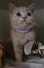 Britse korthaar😻, Dieren en Toebehoren, Meerdere dieren, Gechipt, 0 tot 2 jaar