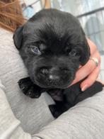 Labrador pups, Overige rassen, 8 tot 15 weken, Meerdere, Meerdere dieren