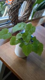 Kindje op Moeders Schoot Stekje, Overige soorten, In pot, Minder dan 100 cm, Groene kamerplant