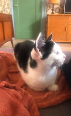 Superlieve kitten, poesje, zwart wit, europese korthaar, Meerdere dieren, 0 tot 2 jaar