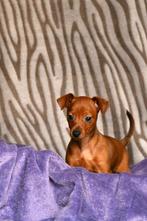 Mooie gezonde dwerg pincher puppies, Overige rassen, CDV (hondenziekte), 8 tot 15 weken, Meerdere